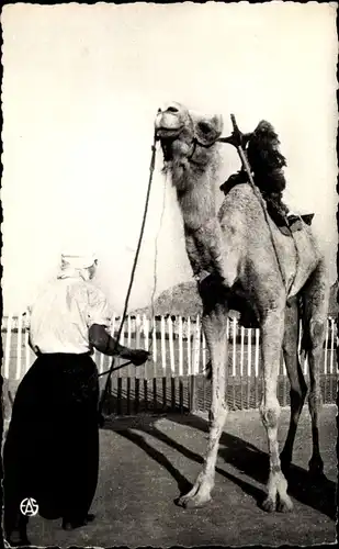 Ak Scenes et Types d'Afrique du Nord, Le Mehariste et son Mehara