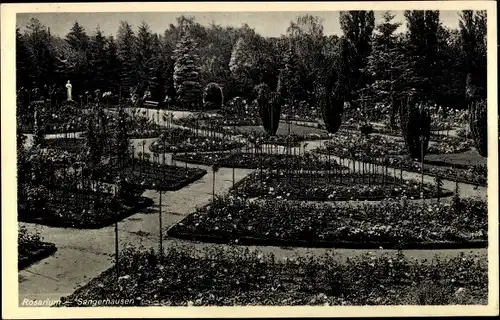 Ak Sangerhausen am Südharz, Rosarium