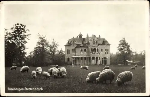 Ak Driebergen Utrecht Niederlande, Sterrenbosch, Schafe