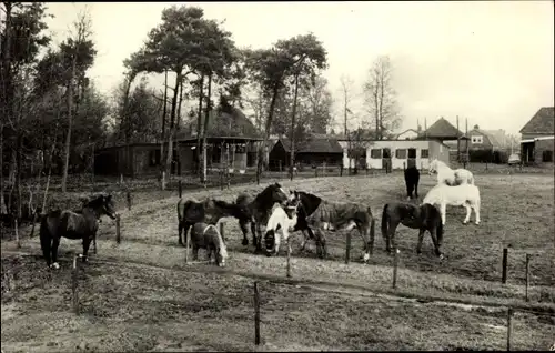 Ak Soest Utrecht Niederlande, Stichting De Paardenkamp