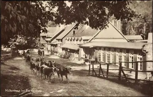 Ak Bad Harzburg am Harz, Molkenhaus, Kuhherde