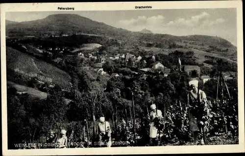 Ak Oberdollendorf Königswinter am Rhein, Weinlese, Drachenfels, Siebengebirge, Petersberg