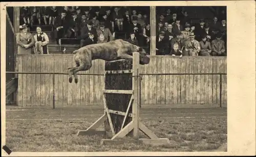 Foto Ak Krefeld am Niederrhein, Polizeisportfest 1932, Dogge