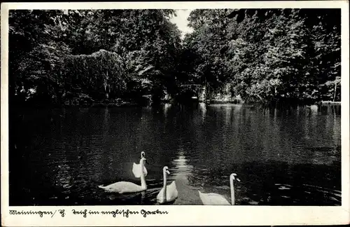 Ak Meiningen in Thüringen, Teich im englischen Garten, Schwäne