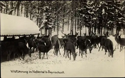 Ak Bayrischzell im Mangfallgebirge Oberbayern, Wildfütterung im Neßlertal, Winter