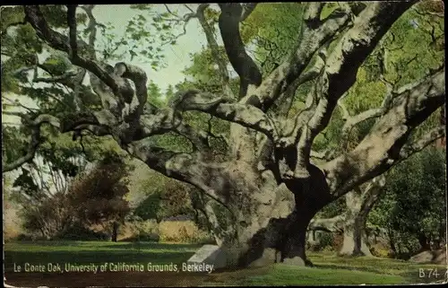 Ak Berkeley California USA, Le Conte Oak, University of California Grounds