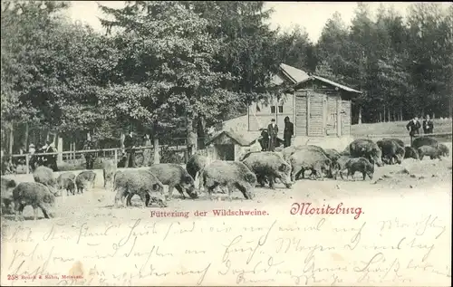 Ak Moritzburg Sachsen, Fütterung der Wildschweine