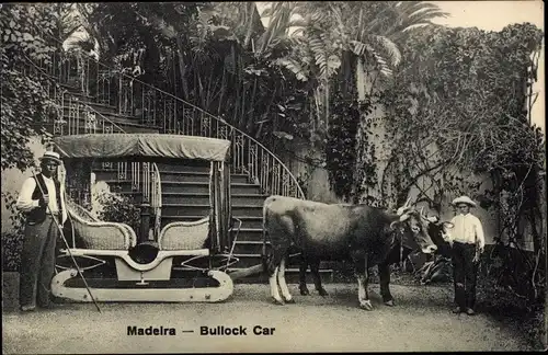 Ak Insel Madeira Portugal, Bullock Car