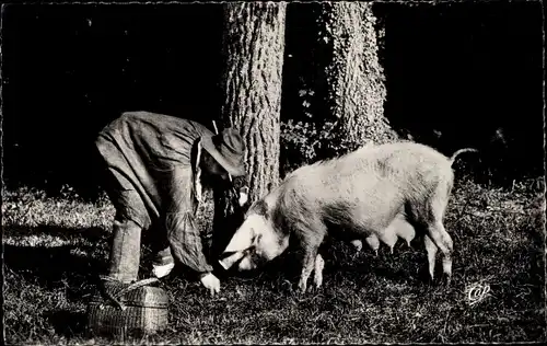 Ak En Perigord, Le Truffier ramasse la Truffe, Trüffelschwein