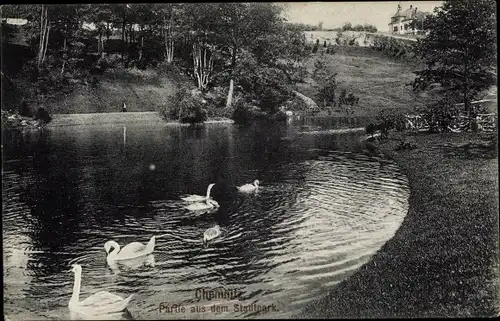 Ak Chemnitz in Sachsen, Partie aus dem Stadtpark, Schwäne