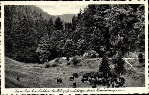 Ak Hohegeiß Braunlage im Oberharz, an der Hundertmorgenwiese, Kuhweide