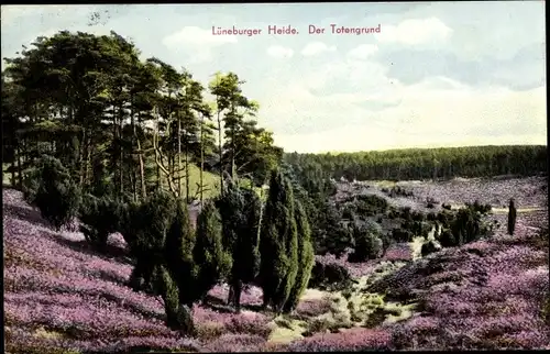 Ak Schneverdingen in der Lüneburger Heide, Totengrund, Naturschutzpark