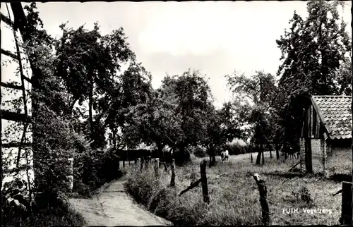 Ak Puth Limburg Niederlande, Vogelzang