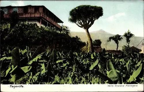 Ak Teneriffa Kanarische Inseln Spanien, Valle Orotava Platanera, Bananenpflanzen