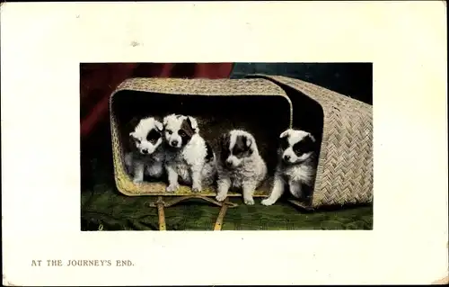 Ak At the Journey's End, Vier Welpen