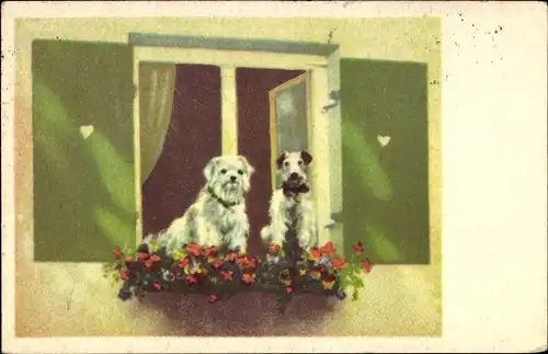 Ak Hunde am Fenster, Terrier, Blumenkasten, Blumen