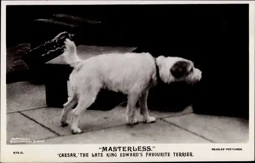 Ak Masterless, Caesar, the late King Edward's favourite Terrier