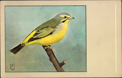 Künstler Ak Green-Singring finch, Serin de Mozambique