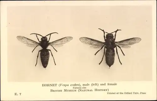 Ak Hornet, male and female, British Museum, Hornisse