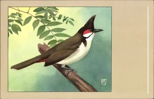 Künstler Ak Rotohrbülbül, Vogel
