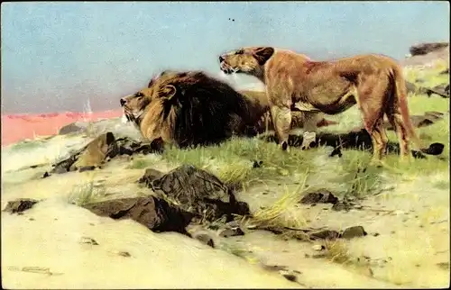 Künstler Ak Kuhnert, Wilhelm, Beute spähende Löwen