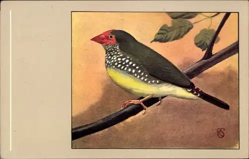 Künstler Ak Diamant Ruficauda, Binsenastrild
