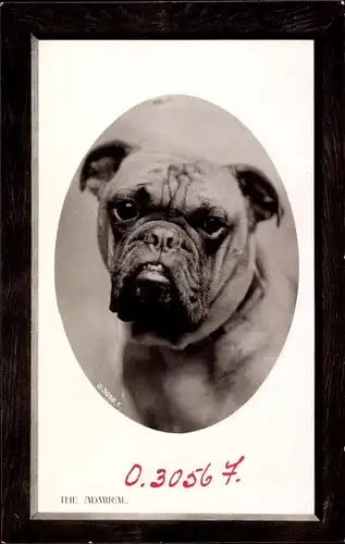 Passepartout Ak Bulldogge, The Admiral