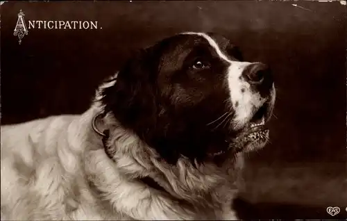 Ak Bernhardiner, Anticipation, Tierportrait