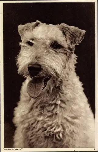 Ak Terrier, Hundportrait, Yours always