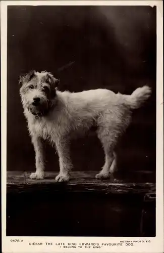 Ak Caesar, King Edwards VII favorite dog, Wire Fox Terrier, Drahthaar Foxterrier