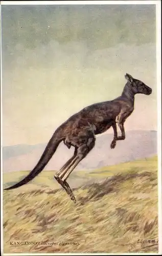 Künstler Ak Känguru, Kangoroo