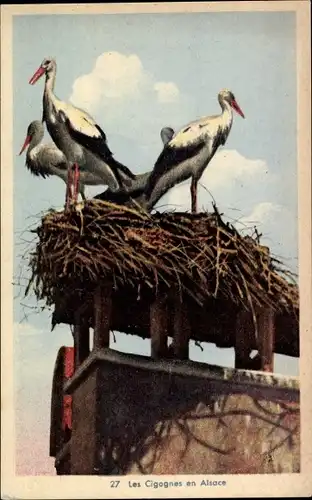 Ak Les Cigognes en Alsace, Störche, Vogelnest