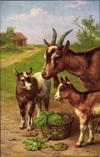 Künstler Ak Ziegen beim Essen, Kohl im Korb
