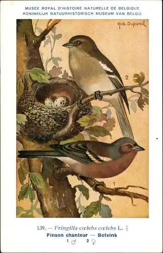 Künstler Ak Dupond, Hub., Fringilla coelebs, Buchfink