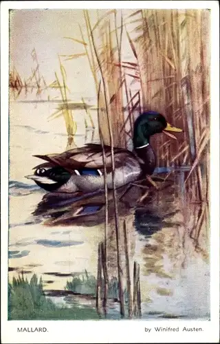 Künstler Ak Austen, W., Mallard, Ente, Teich