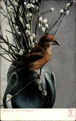 Ak Vogel, Weidenkätzchen, Sitting for His Photograph
