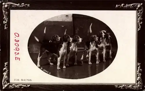 Präge Passepartout Ak Jagdhunde, Fox Hounds