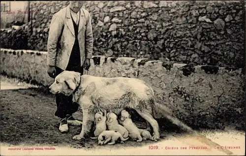 Ak Hündin und ihre Welpen, Chiens des Pyrenees