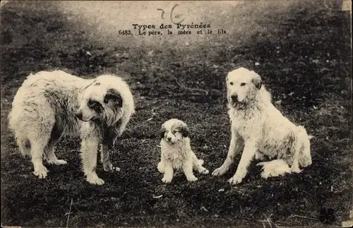 Ak Types de Pyrenees, Le pere, la mere et la fils, Hunde