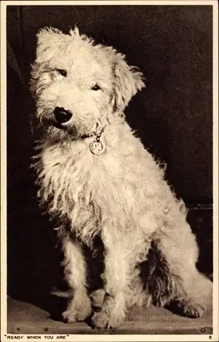 Ak Ready when you are, Hundeportrait