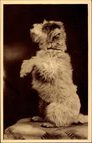 Ak Hund steht auf Hinterbeinen, Hundportrait