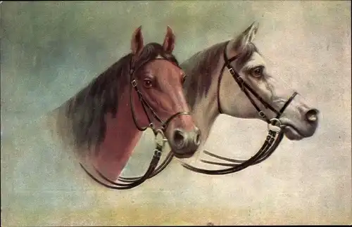 Ak Zwei Pferde, Kopfstudien, Zaumzeug