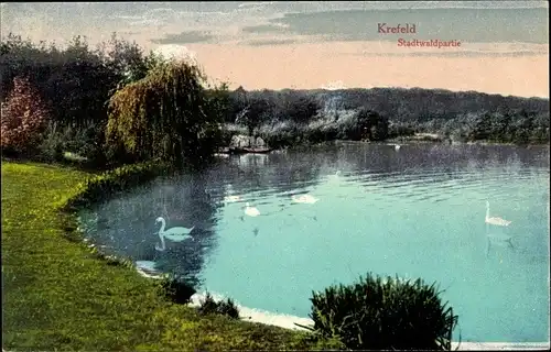 Ak Krefeld am Niederrhein, Stadtwaldpartie, See, Schwäne