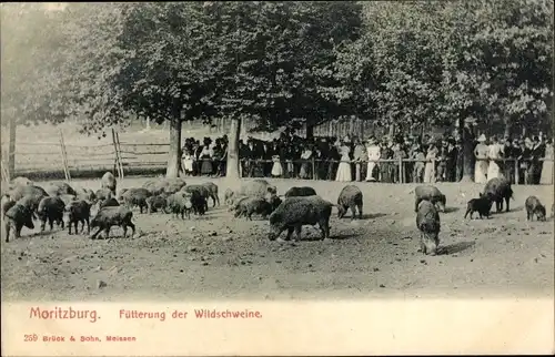 Ak Moritzburg in Sachsen, Fütterung der Wildschweine