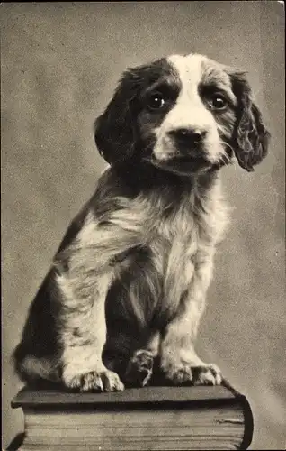 Ak Junger Hund auf dem Buch sitzend, Welpe
