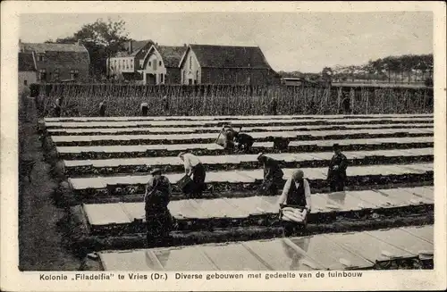 Ak Vries Tynaarlo Drenthe, Kolonie Filadelfia, Diverse gebouwen met gedeelte van de tuinbouw