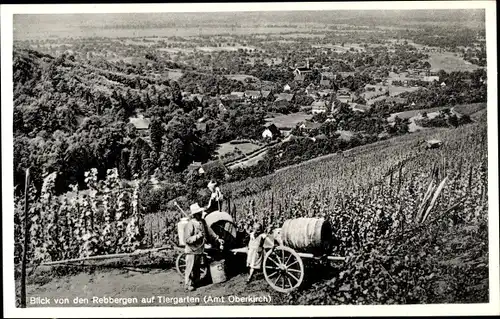 Ak Tiergarten Oberkirch in Baden Württemberg, Blick von den Rebbergen, Winzer