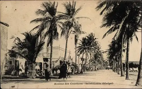 Ak Saint Louis Senegal, Avenue des Cocotiers, Palmenallee
