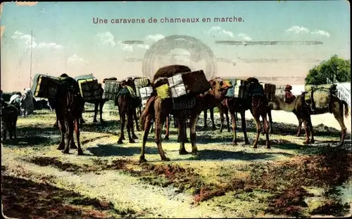 Ak Une caravane de chameaux en marche
