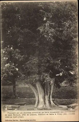 Ak Cluny Saône-et-Loire, Tilleul d'Abeilard